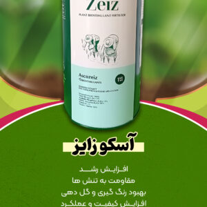 آسکوزایز